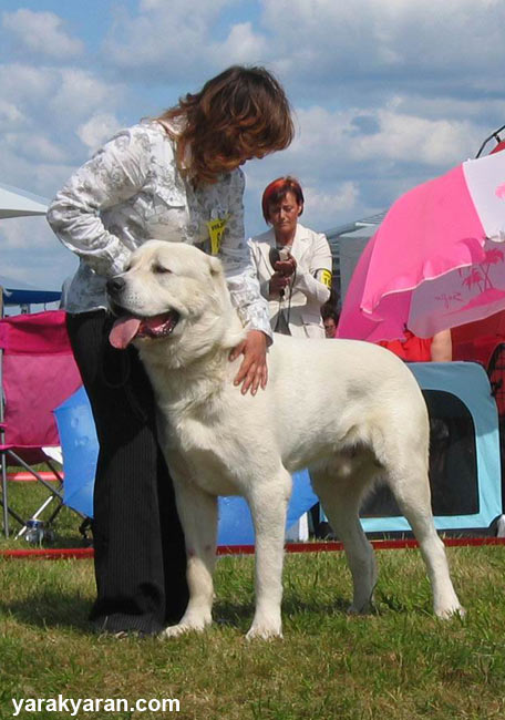 Zhubar Yarak Yaran | Central Asian Shepherd Dog 