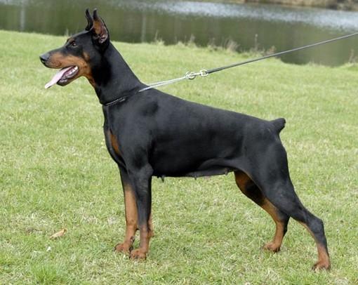 Ustone Texas De La Ferrière Haut Clocher | Black Doberman Pinscher