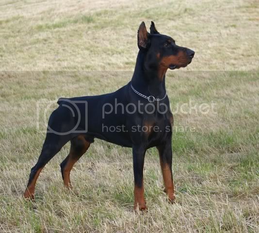 Jaap Quattro Black Novak | Black Doberman Pinscher