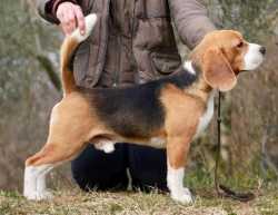 Ciako Dell Etruria 2000 | Beagle 