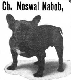 Noswal Nabod 148266 vXXVIII | French Bulldog 