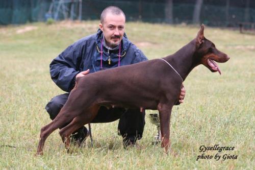 Gysellegrace (LO07100495) | Brown Doberman Pinscher