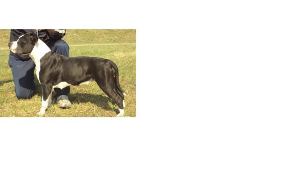 Her Majestic Diva Sting | American Staffordshire Terrier 