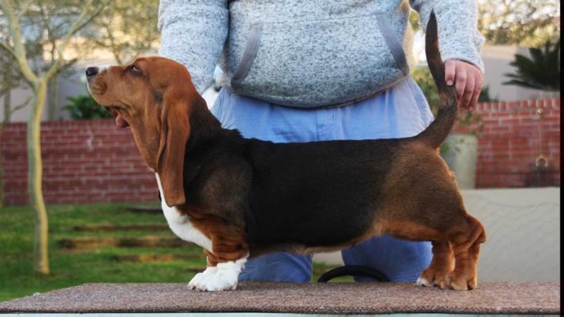 Bassefied Dete | Basset Hound 