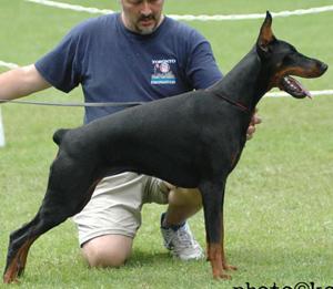 Ultraarley del Bosco delle Piane | Black Doberman Pinscher