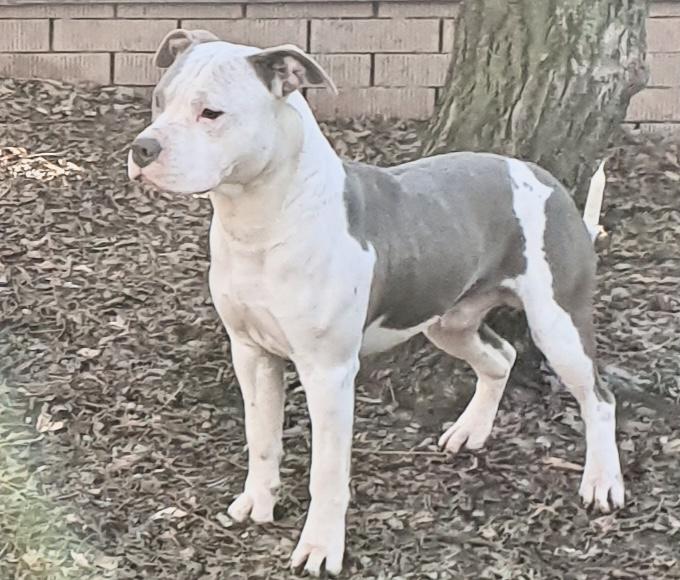 DAO-GUAN FANCY FLYING | American Staffordshire Terrier 