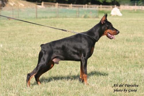 Ali del Fiorsilva | Black Doberman Pinscher