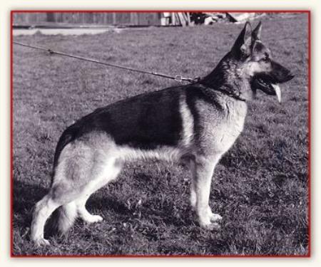 Bianca vom Hubertusschacht | German Shepherd Dog 