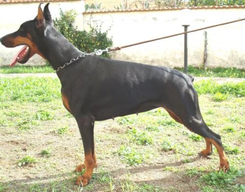 Fedra Frediana del Raffaello | Black Doberman Pinscher