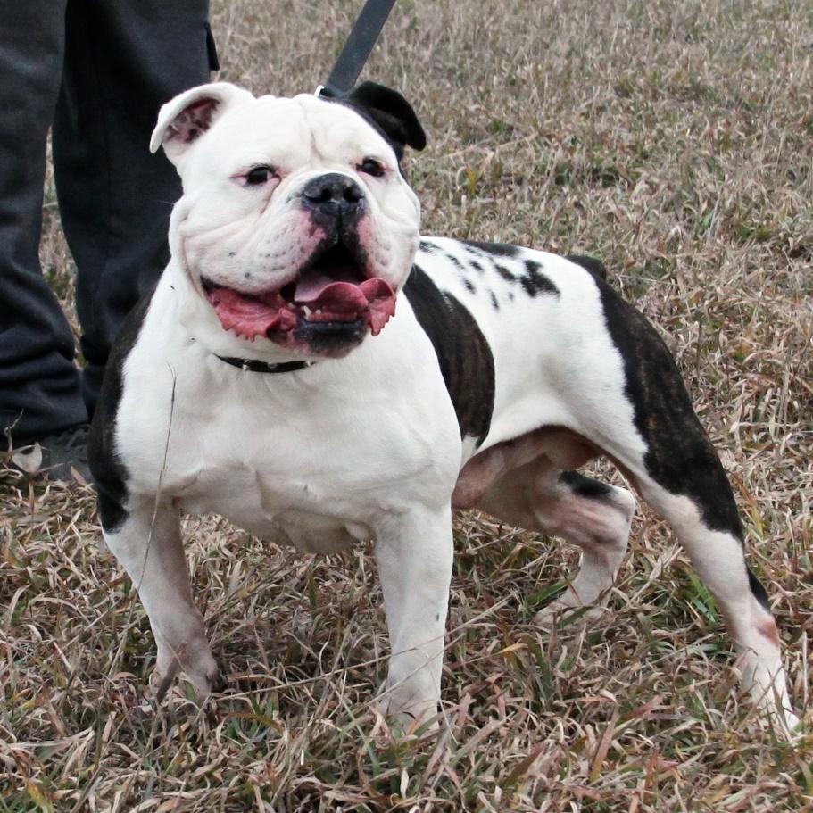 Evolution's Rex | Olde English Bulldogge 