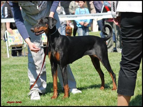 Richmond Ramarra Bona Catella | Black Doberman Pinscher