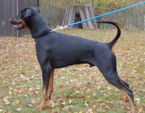 Kasimir v. Mahuba (DZB 122646) | Black Doberman Pinscher