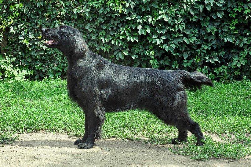 ALMANZA ENOUGH FOR ME | Flat-Coated Retriever 