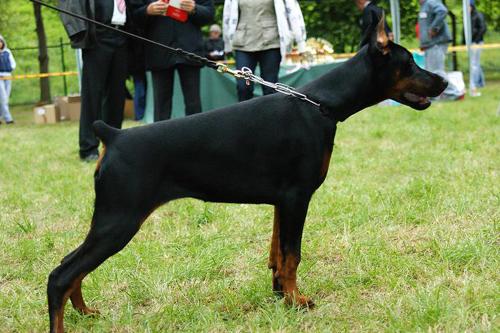 Irina z Padoku | Black Doberman Pinscher