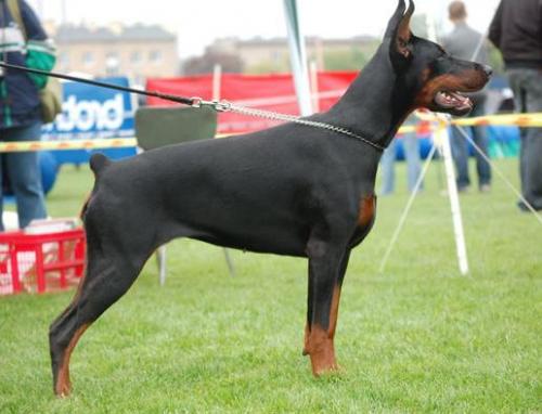 Imax z Padoku | Black Doberman Pinscher