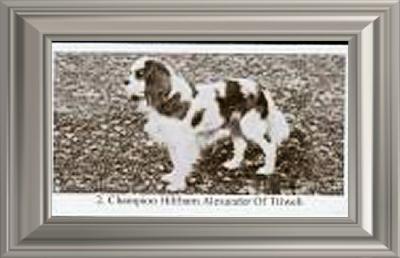 Hillbarn Alexander of Ttiweh | Cavalier King Charles Spaniel 