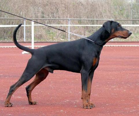 Dinico Aaron | Black Doberman Pinscher