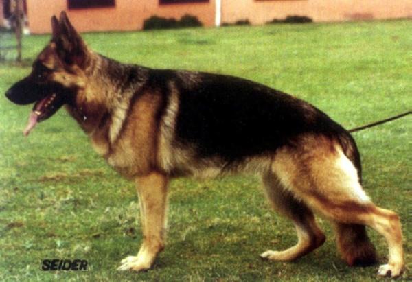 Lana vom Haus Beck | German Shepherd Dog 