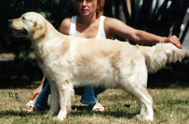 Nicoly Des Fields De Mauny | Golden Retriever 