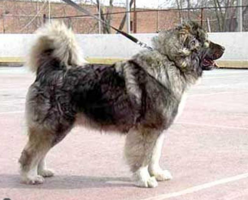 Angel iz stolitsy sibiri | Caucasian Mountain Dog 