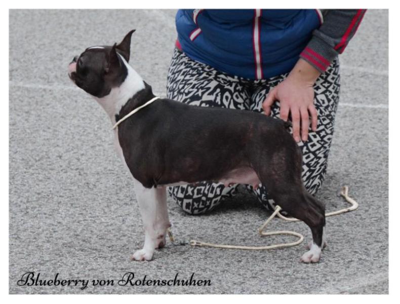 Blueberry von Rotenschuhen | Boston Terrier 
