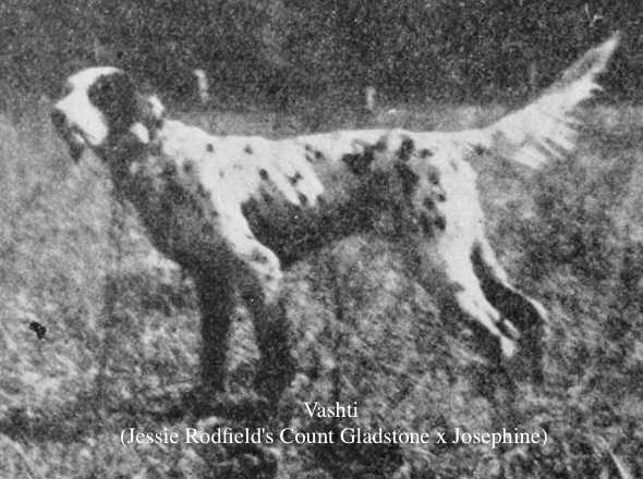 Vashti (Jessie Rodfield's Count Gladstone x Josephine) | English Setter 