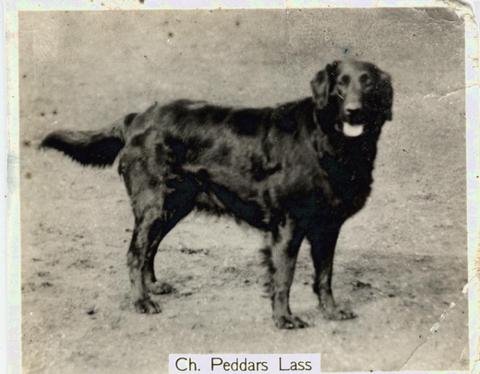 Peddars Lass | Flat-Coated Retriever 