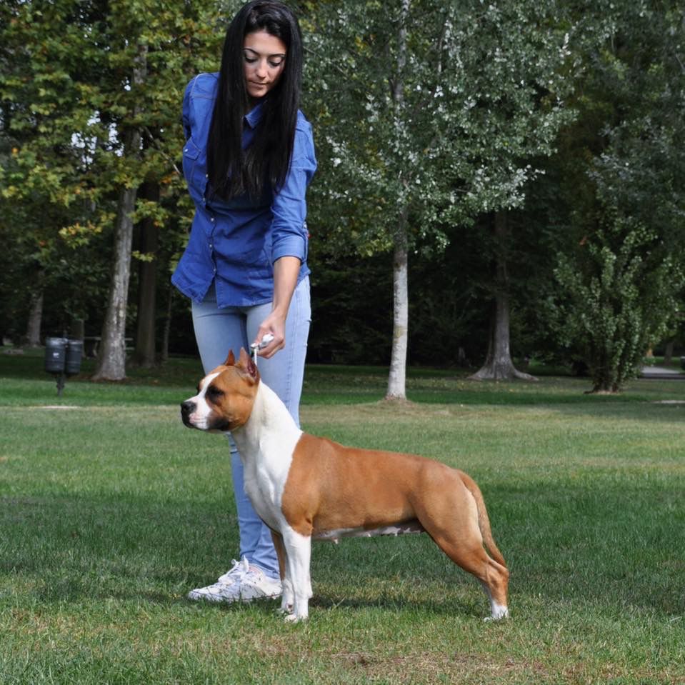 Mel de Can Guasch | American Staffordshire Terrier 