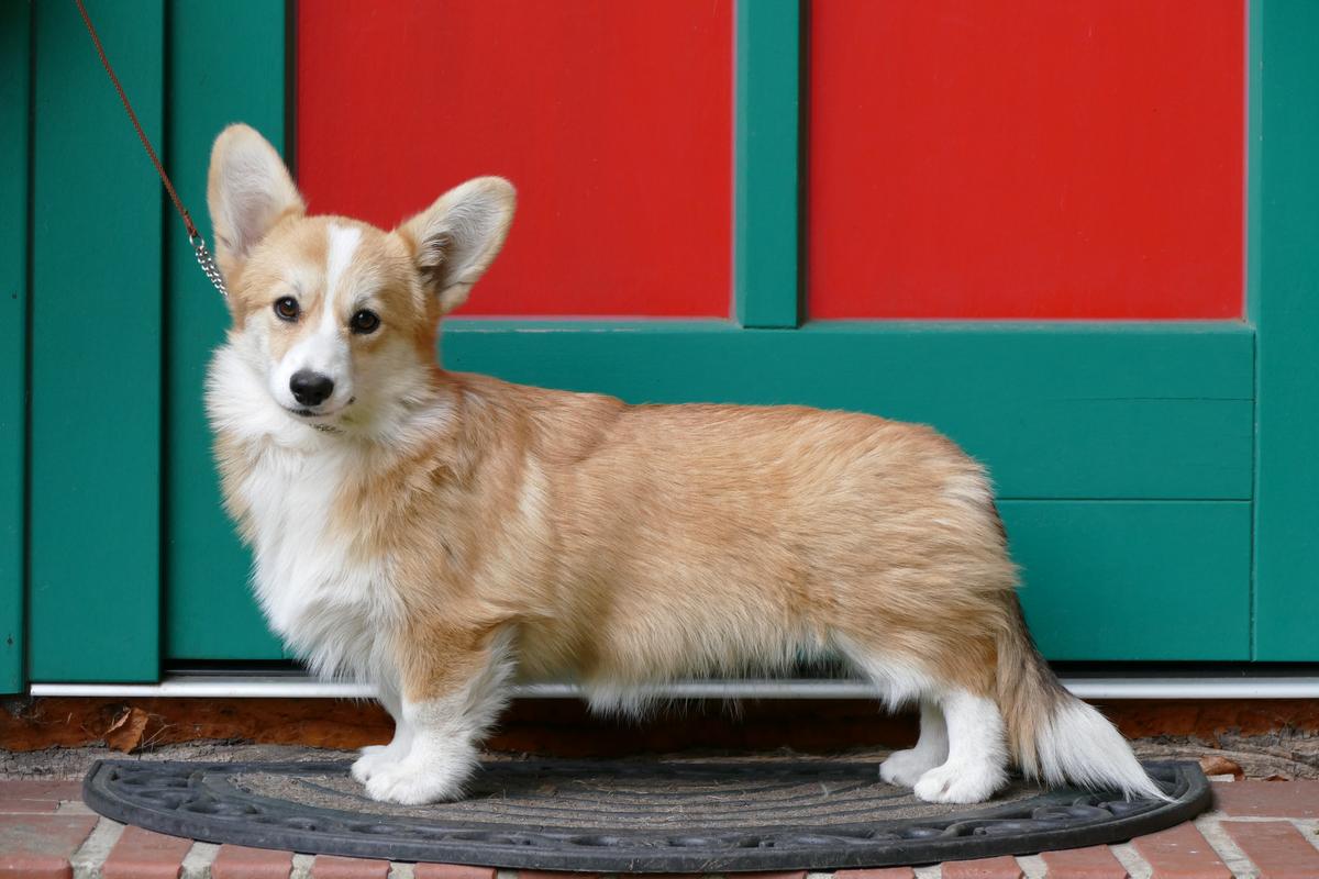 DAREDEVIL´S VALENTINE VAMPIRE FROM STAKEN | Pembroke Welsh Corgi 