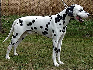 Oscar von den Linden | Dalmatian 