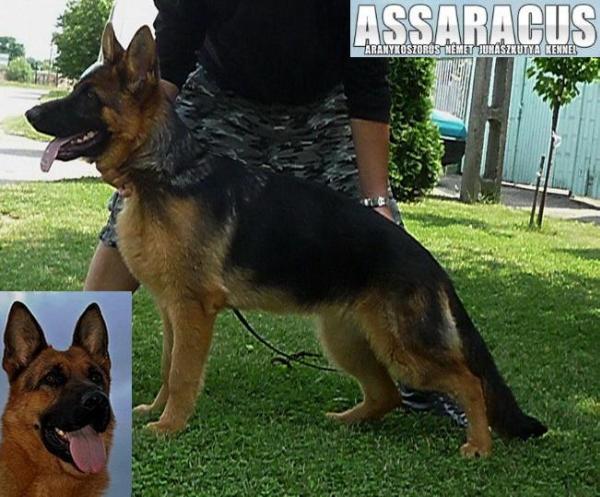 Fanta of Assaracus | German Shepherd Dog 