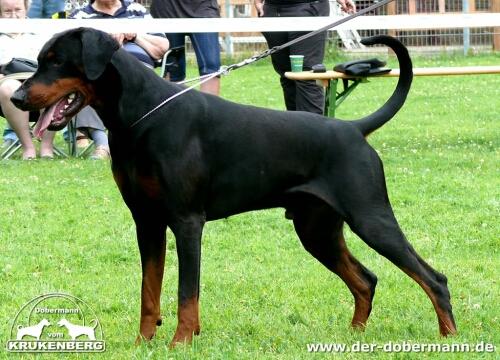 Dinico Assanto | Black Doberman Pinscher