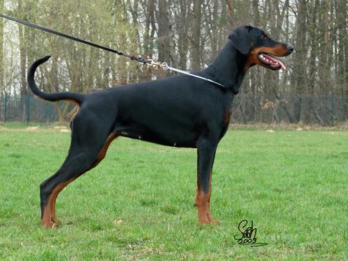 Farah Faye Elite House | Black Doberman Pinscher