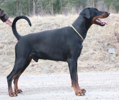 Fellini Elite House | Black Doberman Pinscher