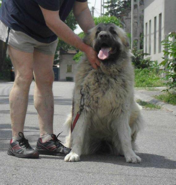 Karabah Királya Enda | Caucasian Mountain Dog 