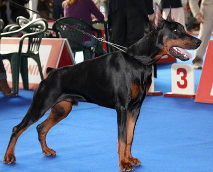 Pride of Russia Hargos | Black Doberman Pinscher