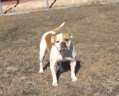 Texas AB's Lil' Muffin | American Bulldog 