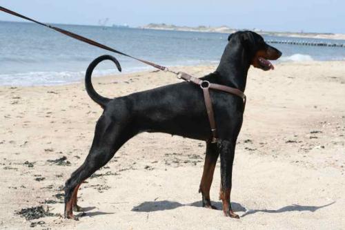 Bayla (NHSB 2702667) | Black Doberman Pinscher