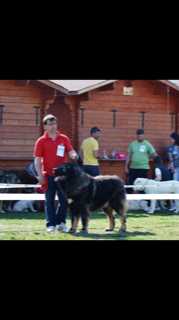 MIZSEHAZI SATAN ATLASZ | Caucasian Mountain Dog 