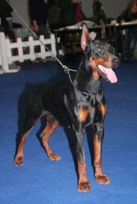 Pride of Russia Hertog | Black Doberman Pinscher