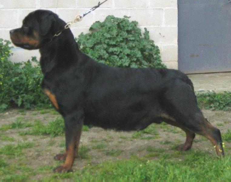 Jara de Breogan | Rottweiler 