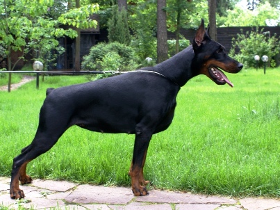 Pride of Russia Hexa | Black Doberman Pinscher