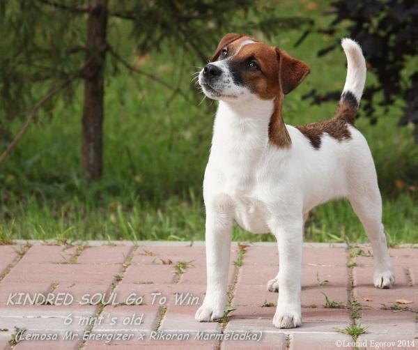 Kindred Soul Go To Win | Jack Russell Terrier 