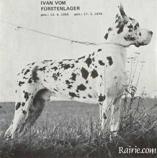 Ivan vom Fürstenlager | Great Dane 