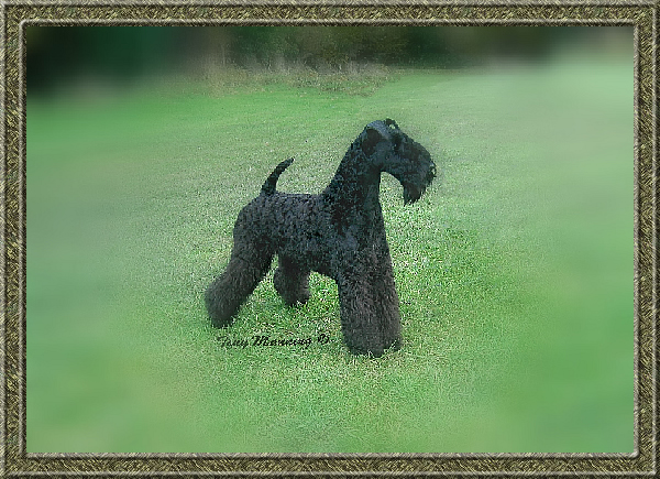 Kamaghan Mighty Lynnsto | Kerry Blue Terrier 