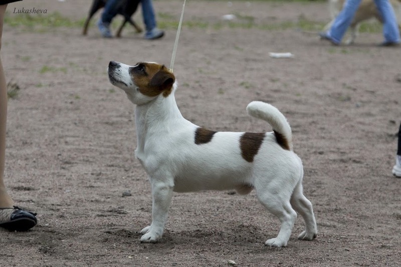 Jack's Impression Lambent Wit | Jack Russell Terrier 