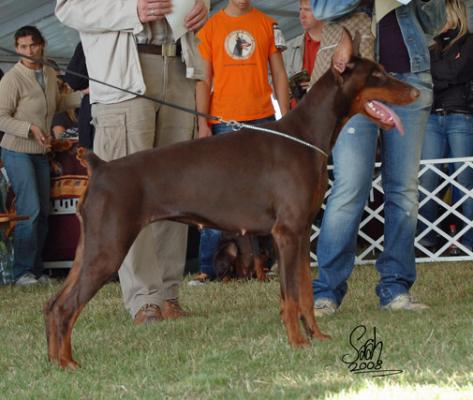 Modus Ost Sophia Santana | Brown Doberman Pinscher