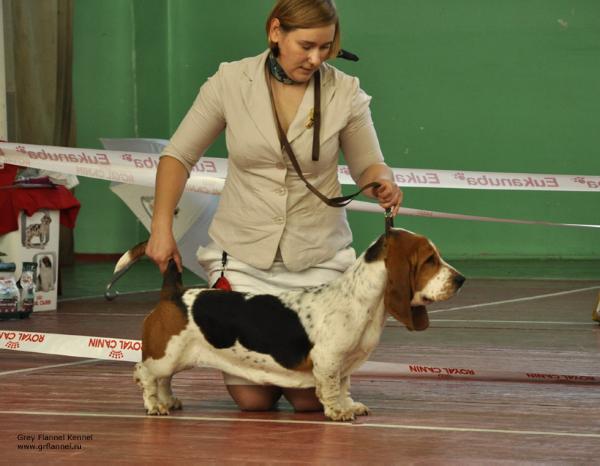 Tseza Tswetochnaya Polyana | Basset Hound 