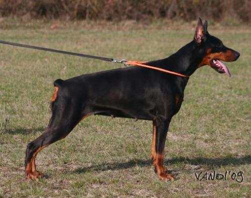 Nanette King of Darkness | Black Doberman Pinscher