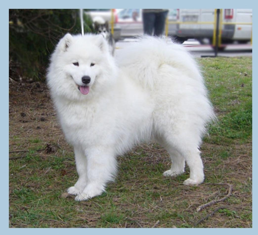 Heavenly Xamba Yoshi &amp; us | Samoyed 